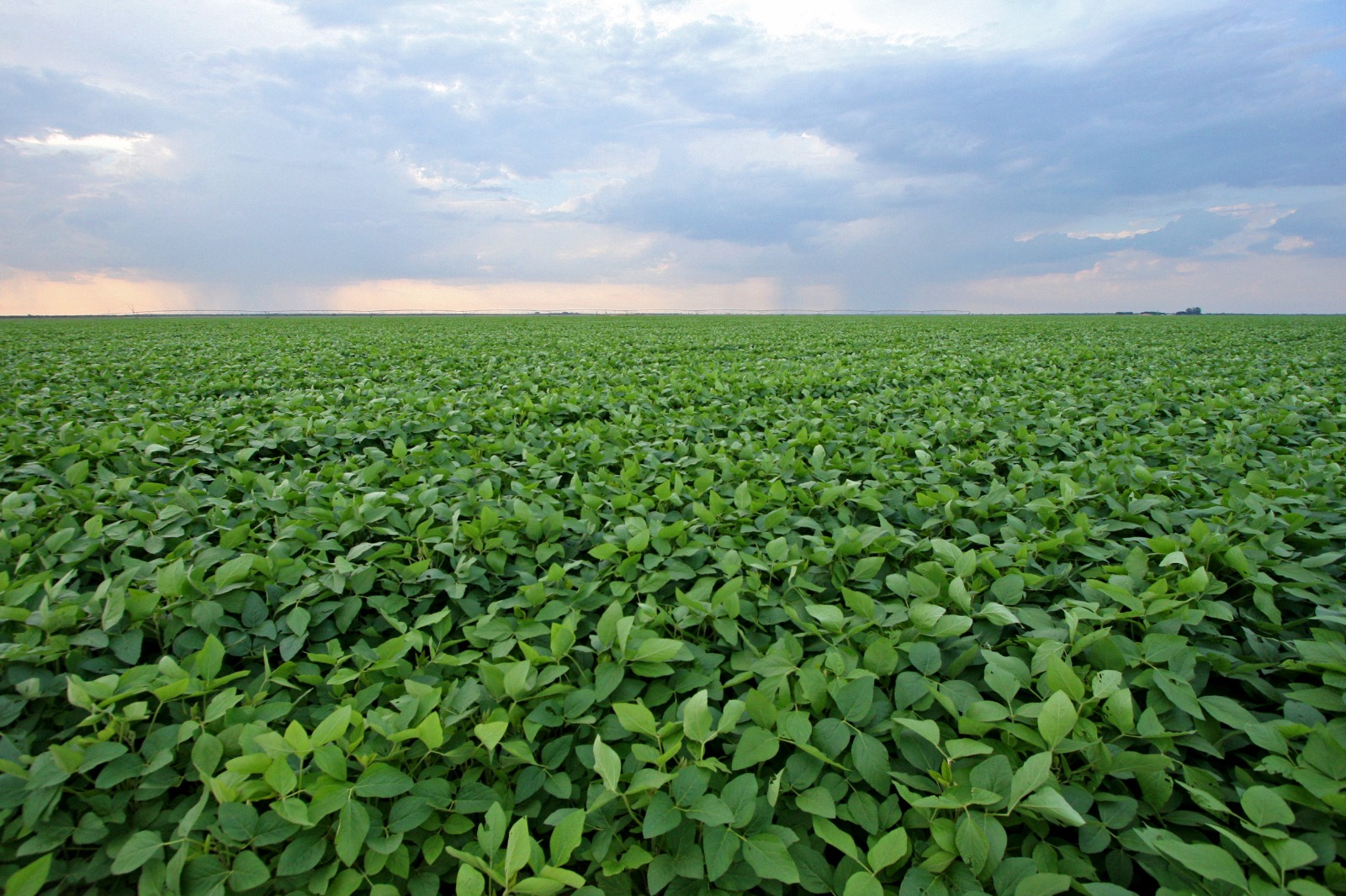 Empresa americana Cargill anuncia compra de nova planta industrial na Bahia; saiba onde