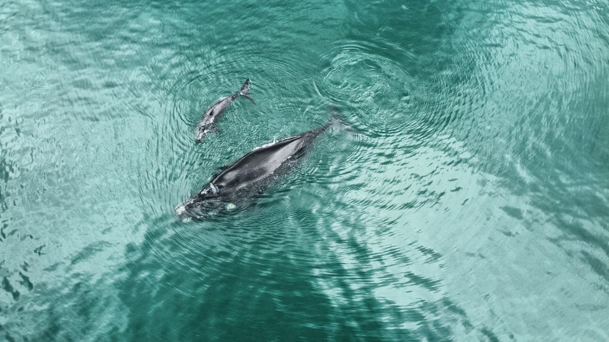 Baleias jubarte já dão show em Salvador e movimentam turismo e economia