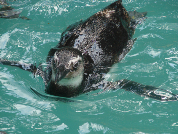 Encontrou um pinguim ou baleia na praia? Saiba o que fazer (e o que nunca fazer)