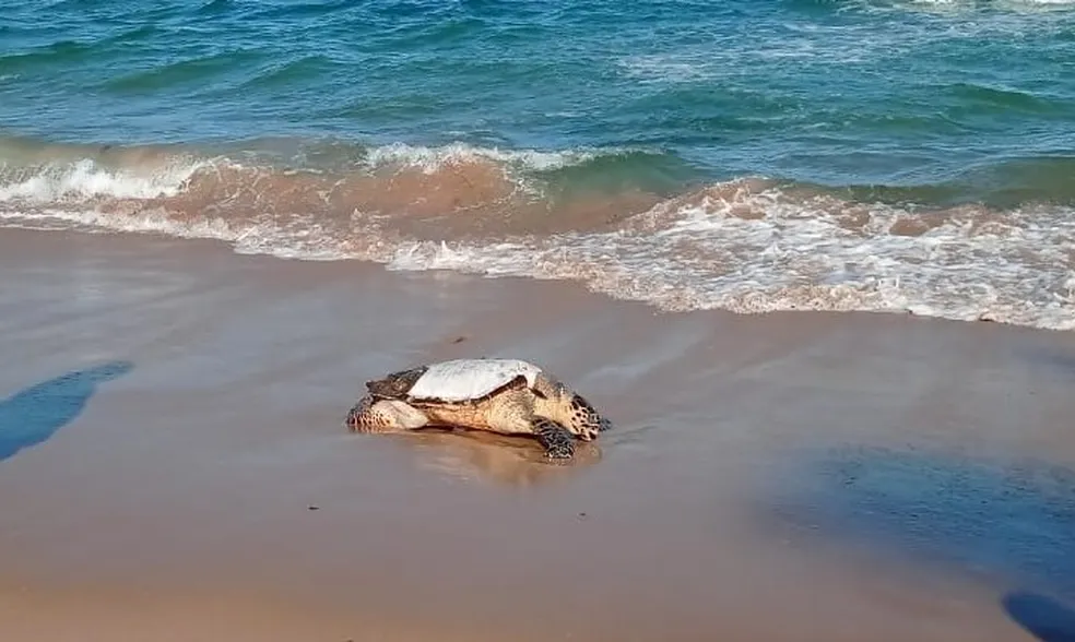 Nova missão: além de salvar pessoas, salva-vidas de Lauro também vão proteger a vida marinha