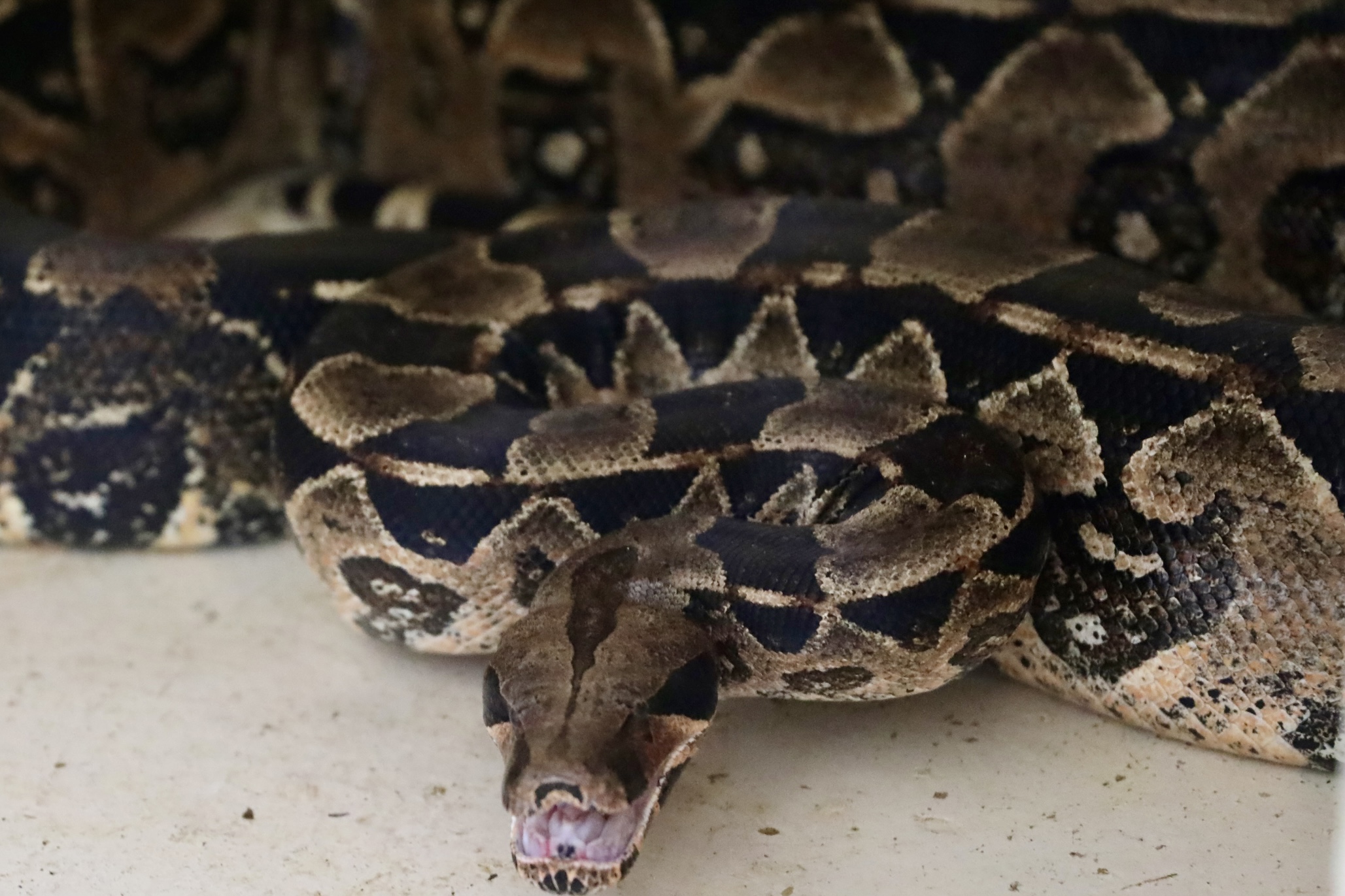 Aparecimento de jiboias em áreas urbanas exige atenção e ação rápida dos órgãos ambientais