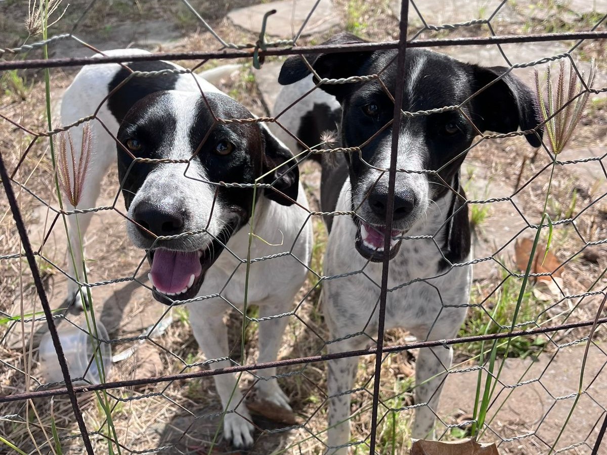 Cães são resgatados em Stella Maris e estão disponíveis para adoção; saiba como fazer