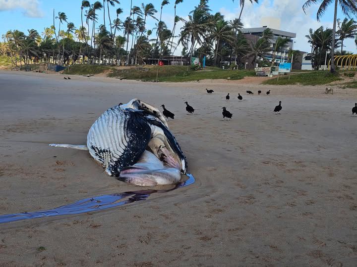 Baleia é encontrada morta em Praia do Flamengo; veja as imagens