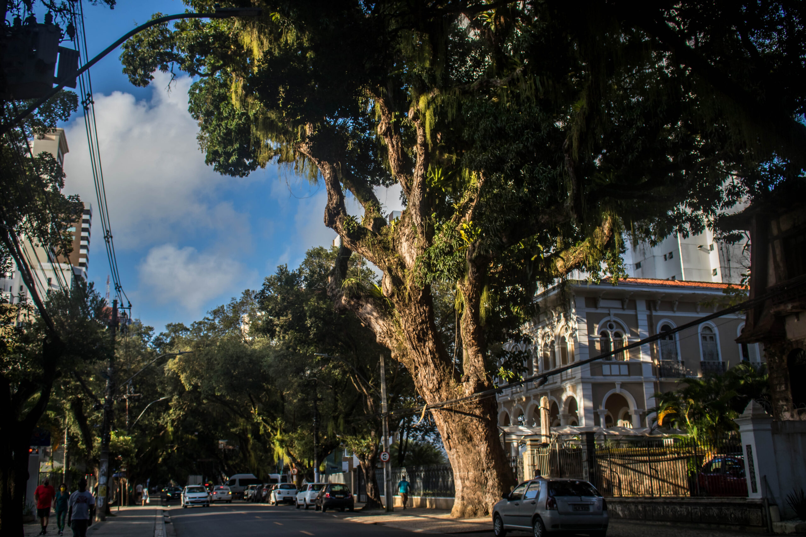 Quer sombra no passeio? Salvador autoriza plantio de árvores nativas nas calçadas