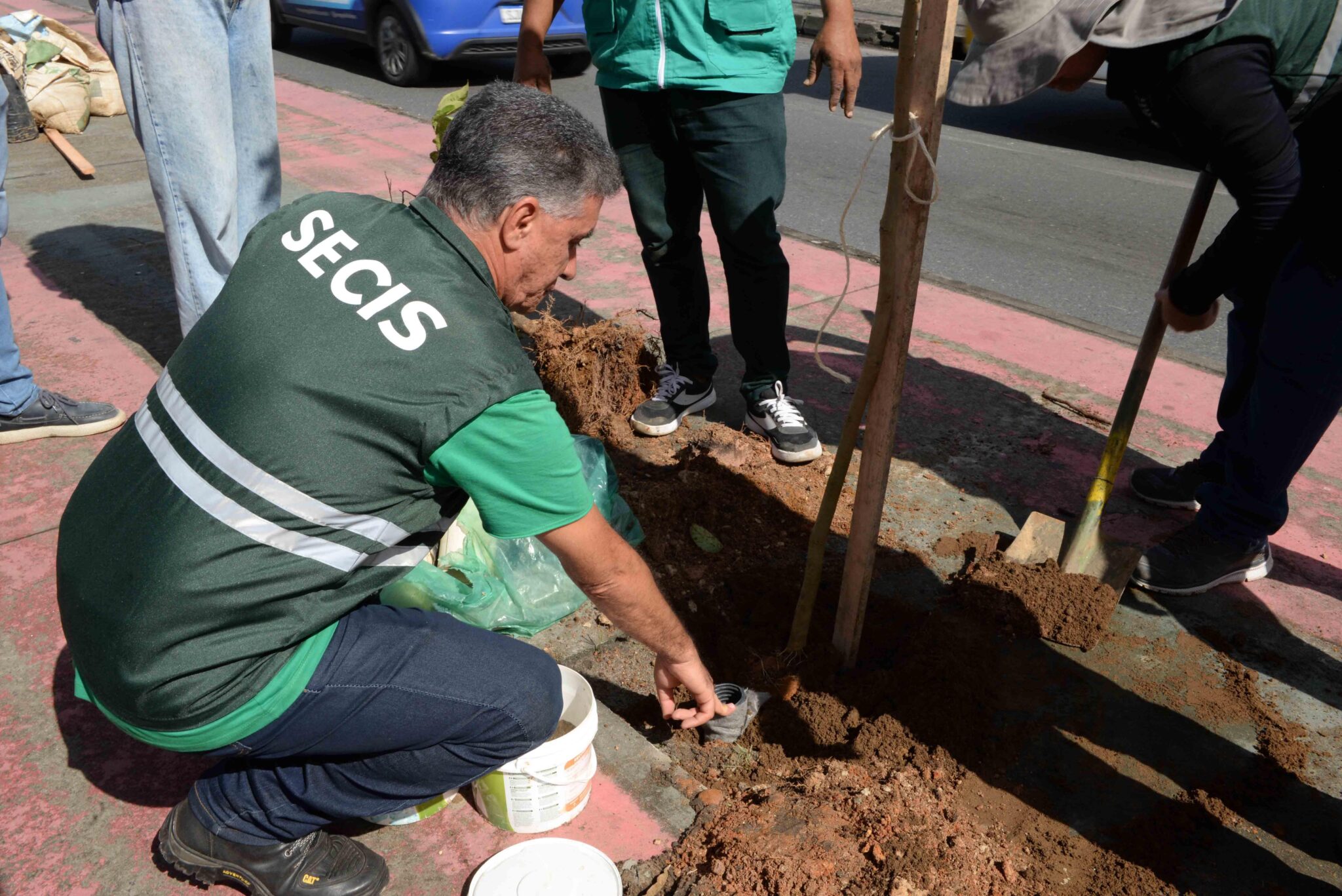 Quer sombra no passeio? Salvador autoriza plantio de árvores nativas nas calçadas