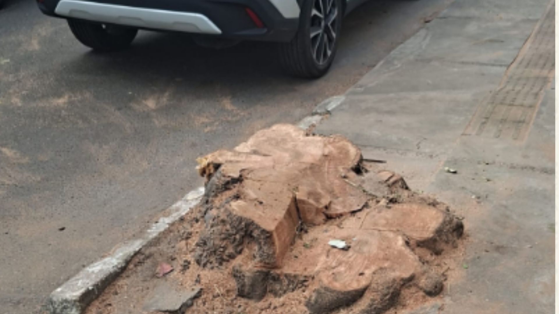 Empresa corta árvore em Stella Maris; moradores exigem explicações