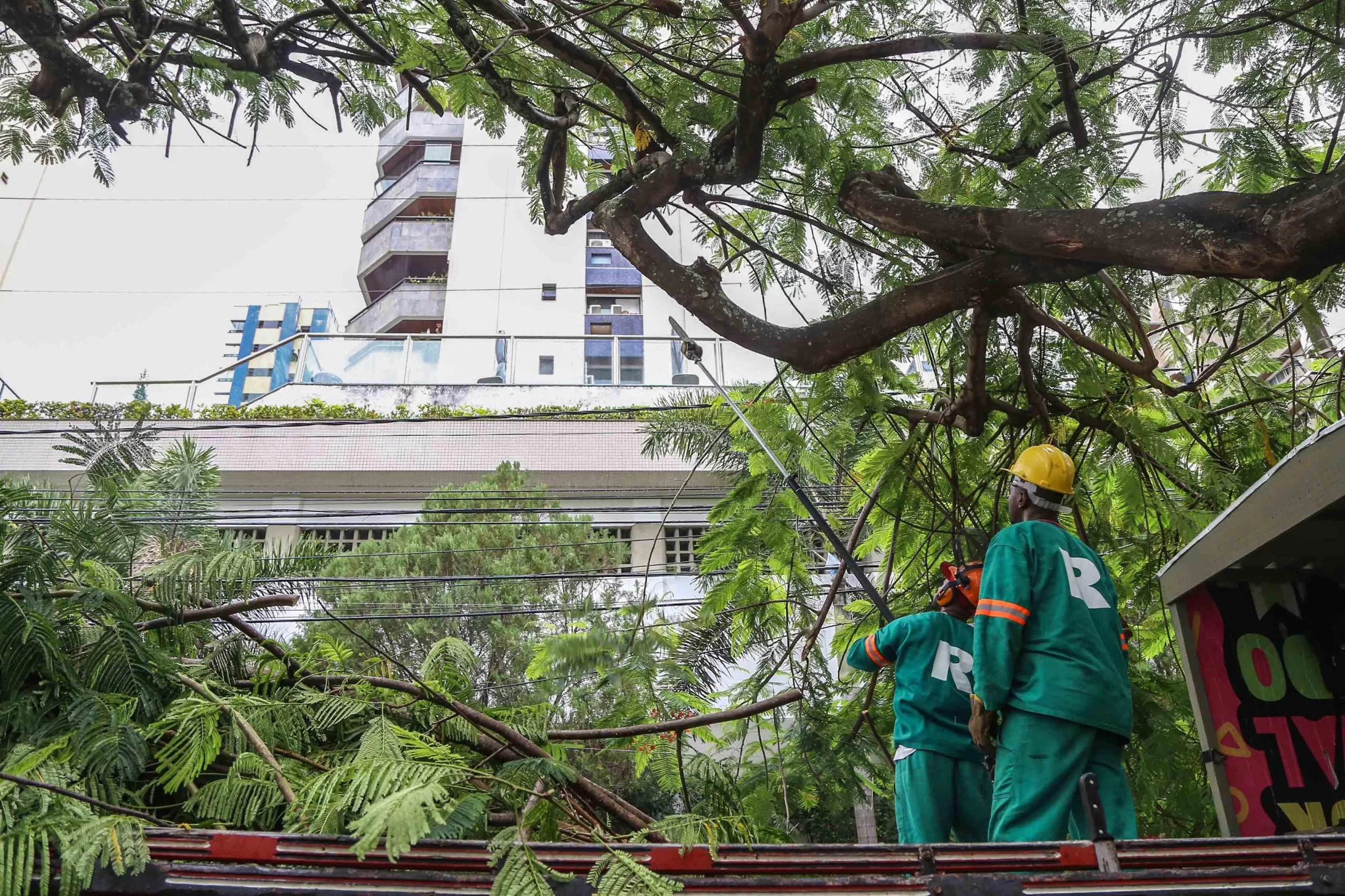 Poda de árvores pode evitar acidentes: entenda e saiba como pedir o serviço