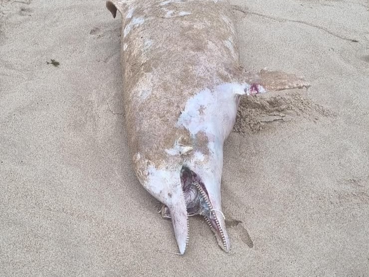 Golfinho é encontrado sem vida na praia de Stella Maris e chama atenção de moradores