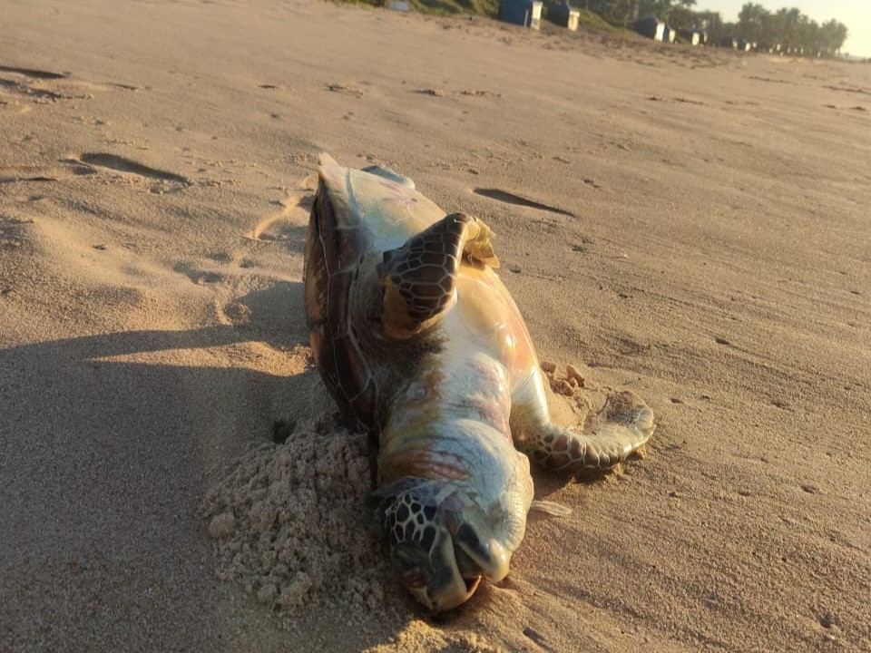 Casos acendem alerta: tartaruga é encontrada sem vida um dia após golfinho em praias de Stella