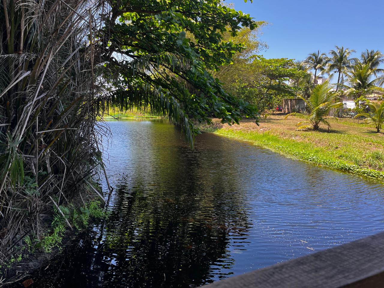 Dia da Árvore