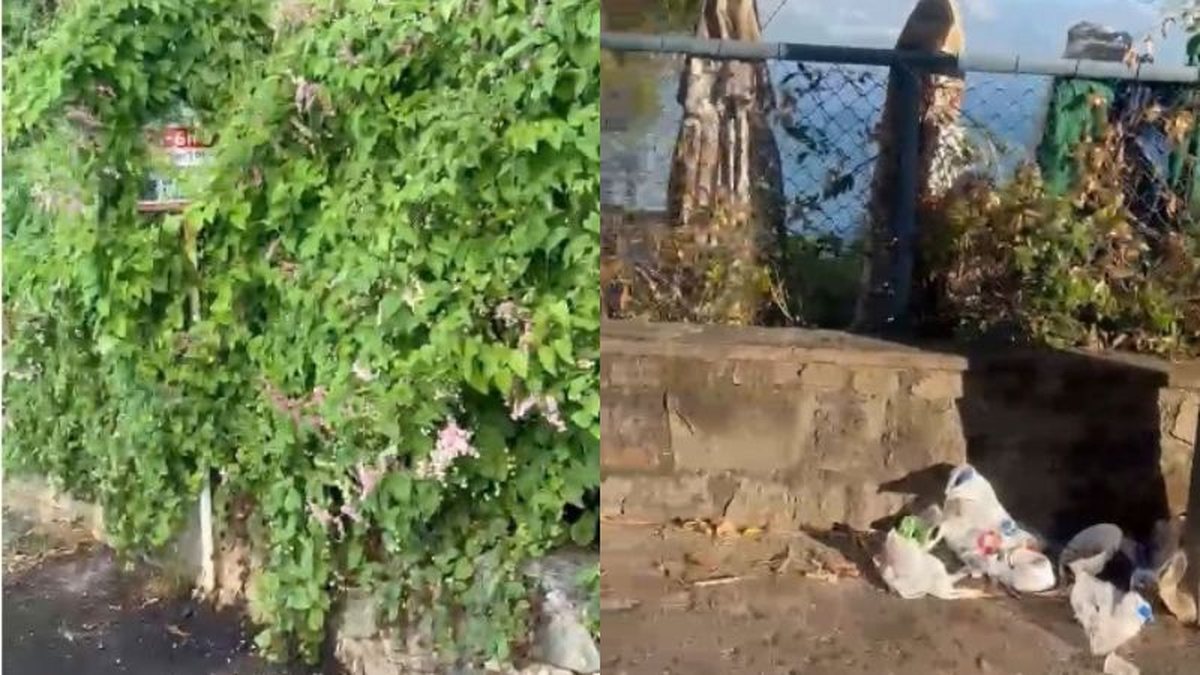 Mato alto e descaso: denúncia aponta problema a poucos passos de clube famoso na Barra